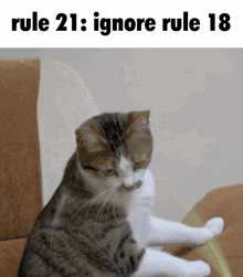 a cat sitting on a couch with the words rule 21 ignore rule 18 written below it