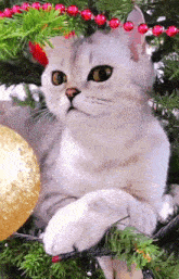 a white cat laying on a christmas tree branch