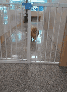 adorable dog doggo pomeranian cute