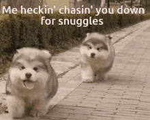 Chase You Down For Snuggles I Cuddles You GIF - Chase You Down For Snuggles I Cuddles You I Want Snuggles GIFs