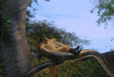 a cartoon kangaroo laying on a snake 's tail