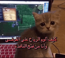a kitten is sitting in front of a laptop computer with arabic writing on it .
