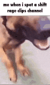 a picture of a dog with a caption that says ' me when i spot a shift rage clips channel '