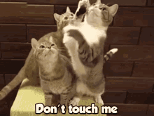 touch dont