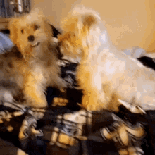 Wake Up Doggie GIF - Wake Up Doggie Puppy GIFs