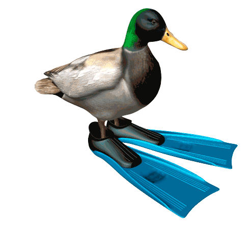 Duck Pato Sticker