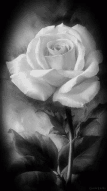 White White Rose GIF - White White Rose Rose GIFs