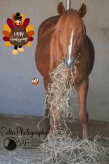 saveaforgottenequine safe horse thanksgiving gobble