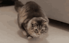On The Hunt GIF - Wiggle Cat Shake Your Booty GIFs