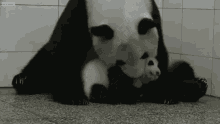 Panda Cuddle GIF