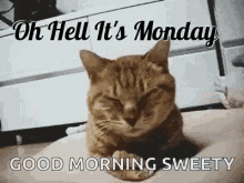 Monday Oh Hell Its Monday GIF - Monday Oh Hell Its Monday Kitten GIFs