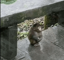 a small monkey standing next to a bench on a sidewalk