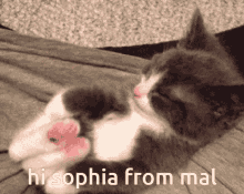 Sophia Cat GIF - Sophia Cat Paws GIFs