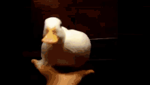 Quackmp4 GIF - Quackmp4 GIFs