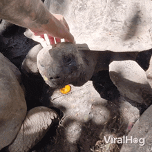 Petting Tortoise GIF - Petting Tortoise Viralhog GIFs