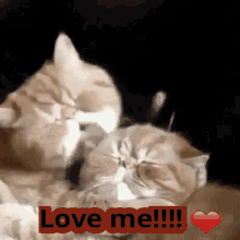 Love Me GIF - Love Me Kitty GIFs