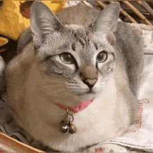 Maomao Cat GIF - Maomao Cat Meow GIFs