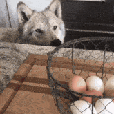 Wolf Egg GIF - Wolf Egg Wolf Egg GIFs