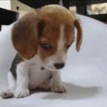 a brown and white beagle puppy is sitting on a white surface looking down .