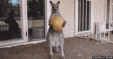 game over kangaroo ball you dun messed up aaron