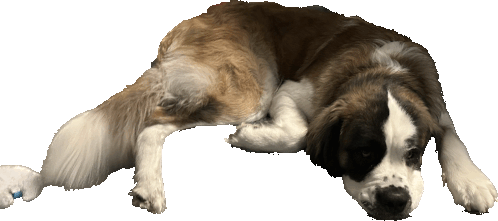 Dog Sleep Sticker - Dog Sleep Stickers