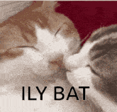Bat Kiss GIF - Bat Kiss GIFs