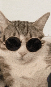 Cool Cat Cat Cool GIF - Cool Cat Cat Cool Cat Vibes GIFs
