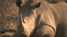 Stand Up The Bullying Bull Rhino GIF - Stand Up The Bullying Bull Rhino World Rhino Day GIFs