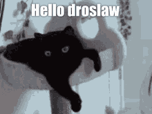 Hello Droslaw GIF - Hello Droslaw Jinx Cat GIFs