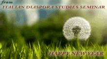 italian diaspora studies seminar flower