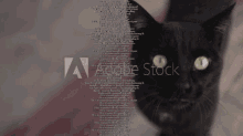 Enov Cat GIF - Enov Cat Textwall GIFs