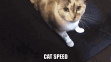 Cat Speed GIF - Cat Speed Run GIFs