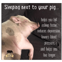 Trippy Pig Sleeping Next To Your Pig Sticker - Trippy Pig Sleeping Next To Your Pig Shuman Stickers