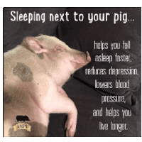 Trippy Pig Sleeping Next To Your Pig Sticker - Trippy Pig Sleeping Next To Your Pig Shuman Stickers