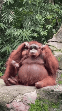 funny orangutan