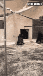 a black and white photo of a chimpanzee standing in a cage .