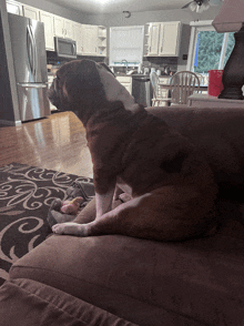 a dog is sitting on a couch in a kitchen