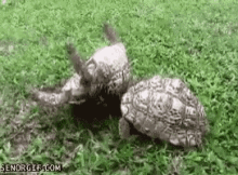 Got Your Back Turtles GIF - Got Your Back Turtles Tortoises GIFs