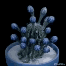 Good Morning Flowers Blooming GIF - Good Morning Flowers Blooming GIFs
