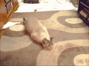 Cat performs epic wiggle.