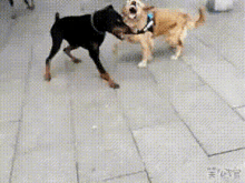 capoeira dog fight dogs dog fighting