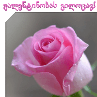 a close up of a pink rose with a foreign language behind it