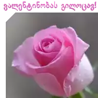 a close up of a pink rose with a foreign language behind it