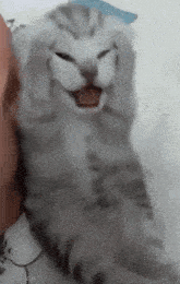 Dramatic Baby Cat GIF - Dramatic Baby Cat GIFs
