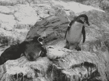 Penguin Thug Life GIF - Penguin Thug Life Push GIFs
