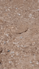 a person is digging a hole in the ground .