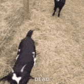 Nope Goat GIF - Nope Goat Dead GIFs