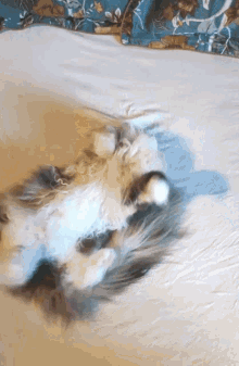 Twisty Cat Fluffy Cat GIF - Twisty Cat Fluffy Cat Bed Cat GIFs