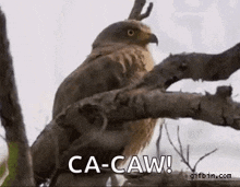Reaction Hawkward GIF - Reaction Hawkward Hawk GIFs