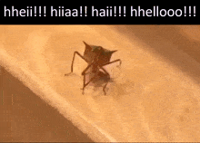 bug hello bug hi bug stink bug bug waving